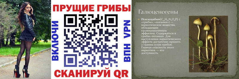 купить наркотики сайты  Лермонтов  Псилоцибиновые грибы Psilocybe 